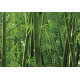 Bamboo