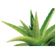 Aloe Life